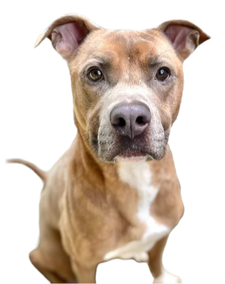 Hank Williams Jr. - Mikaela's Mutt Motel